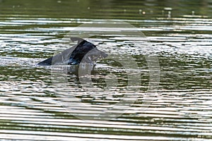 Big black dog swims in a water in a lake with a wooden stick