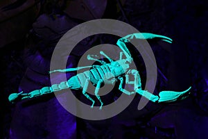 Big Black Emperor Scorpion Heterometrus longimanus under UV light in Bornean jungle, Sarawak, Malaysia
