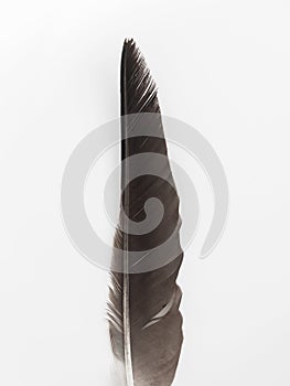 Big black feather of a bird on a white background. Flat lay, top view minimalistic natural composition