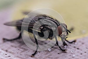 Fleshfly, close-up