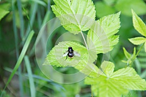 Big black fly on green leaf. Bumblebee mimicry insect. Close-up photo