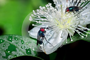 Big black fly with red eyes Tachinidae sitting on a white flower, Madagascar