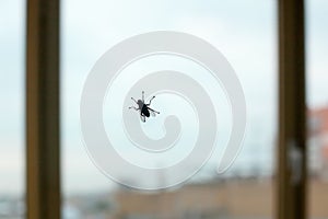 Big black fly silhouette on window glass on blue sky and city background close up, diptera bloodsucking insect photo