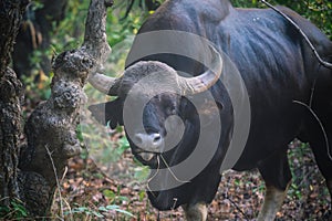 Big black Gaur, Bos gaurus