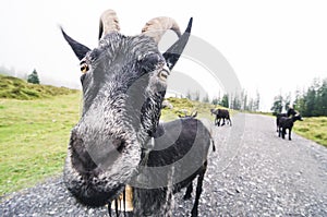 Big Black Goat, funny fisheye shot