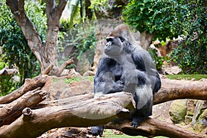 Big black gorilla male sitting on the tree in a wild world jungle