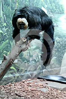 Big black hairy monkey with white face