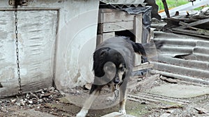 A big black hungry dog on a chain comes out of his booth and runs around the yard. Beautiful yard mongrel dog in the