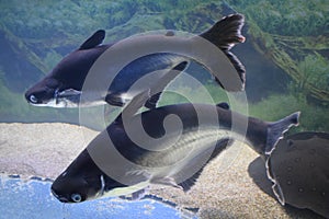 Big black iridescent shark pangasianodon hypophthalmus swimming