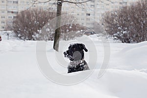 A big black labrador retriever in the winter forest. A large portrait. Snowdrift. Snow. Looks at the camera. Lying in a snowdrift