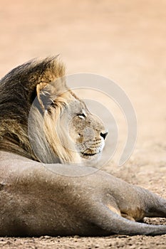 Big black maned male lion side view