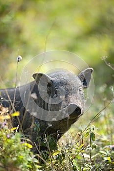 Big black pig on the grass