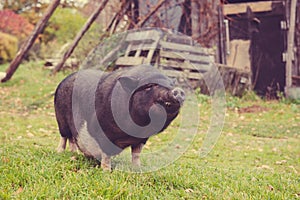 Big black a pig in the yard