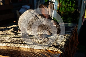 a big black rabbit with gray fur sniffs something. on the sun it looks like he has some greyness on his fur