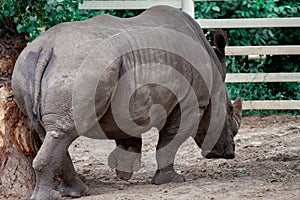 Big black rhino in nature close-up