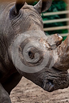 Big black rhino in nature close-up