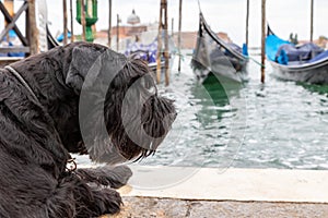 Big Black Schnauzer lying in front of gondolas in Venice. Italy