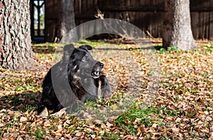 Big black shaggy dog on background of yellow dry fallen leaves in sunny day