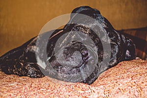 The big and black sleepy dog lies at home. Breed of Kan Corso, French bulldog. Lovely muzzle. Pet.