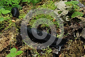 Big black slugs crawling on green moss in spring forest