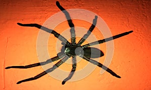 Big black spider over the orange wall image.