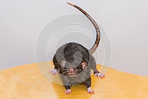 Big black surprised rat. no exit. big eyes look with fright and interest on the wooden surface try to escape salvation