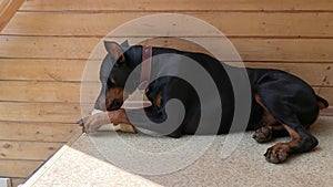 Big black and tan cropped doberman pinscher with cut ears lying on the floor and greedily chewing gnawing a big bone