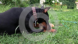 Big black and tan cropped doberman pinscher with cut ears lying on the grass and greedily chewing gnawing a big bone