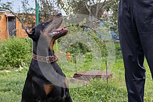 Big black and tan cropped doberman pinscher with cut ears sitting near its owner and executing the commands, a dog handler trains
