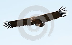 Big black vulture in flight