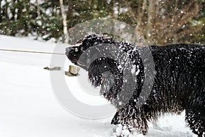 Big black water-dog playing in snow