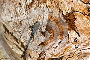 Big black Western darner dragonfly perching on dry tree bark