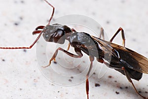 Big Black Winged Ant