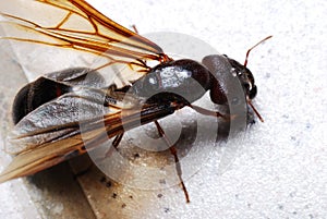 A big black winged ant queen with mandibles