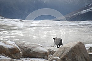 Big black yak in Karakoram photo