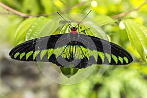 Rajah Brooke, Trogonoptera brookiana, big black and yellow green butterfly