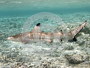 Big Blacktip reef shark photo