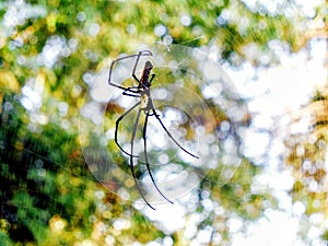 Big blc spider photo