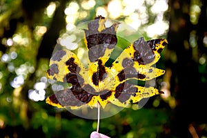 Big Blighted Oak Tree Leaf