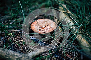 Big bloody milk cap mushroom emerging from the grass