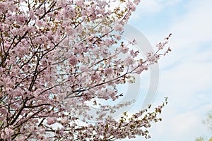 Big blossoming Oriental cherry