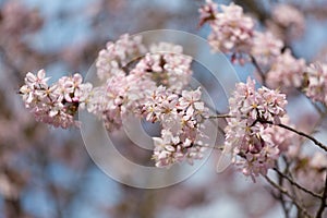 Big blossoming Oriental cherry