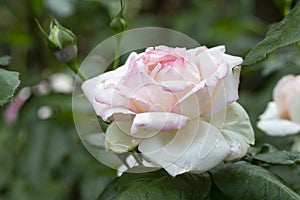 Big blossoming white rose