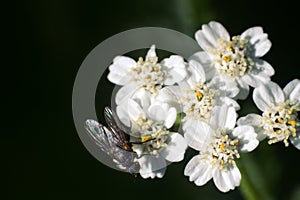 Big blowfly on white flower as bride clothes