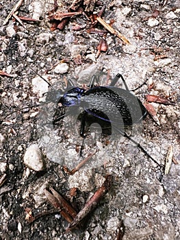 Big blue beetle Carabus Intricatus close up view on the ground