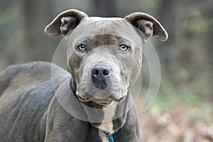 Big blue and brown Pitbull Terrier dog portrait