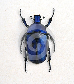 Big blue bug Cetonia aurata