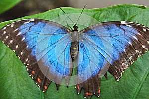 Big blue butterfly on green leaf, morpho peleides