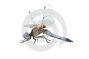 Big blue dragonfly (Libellula depressa) photo