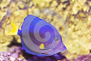 Big blue fish in their natural habitat